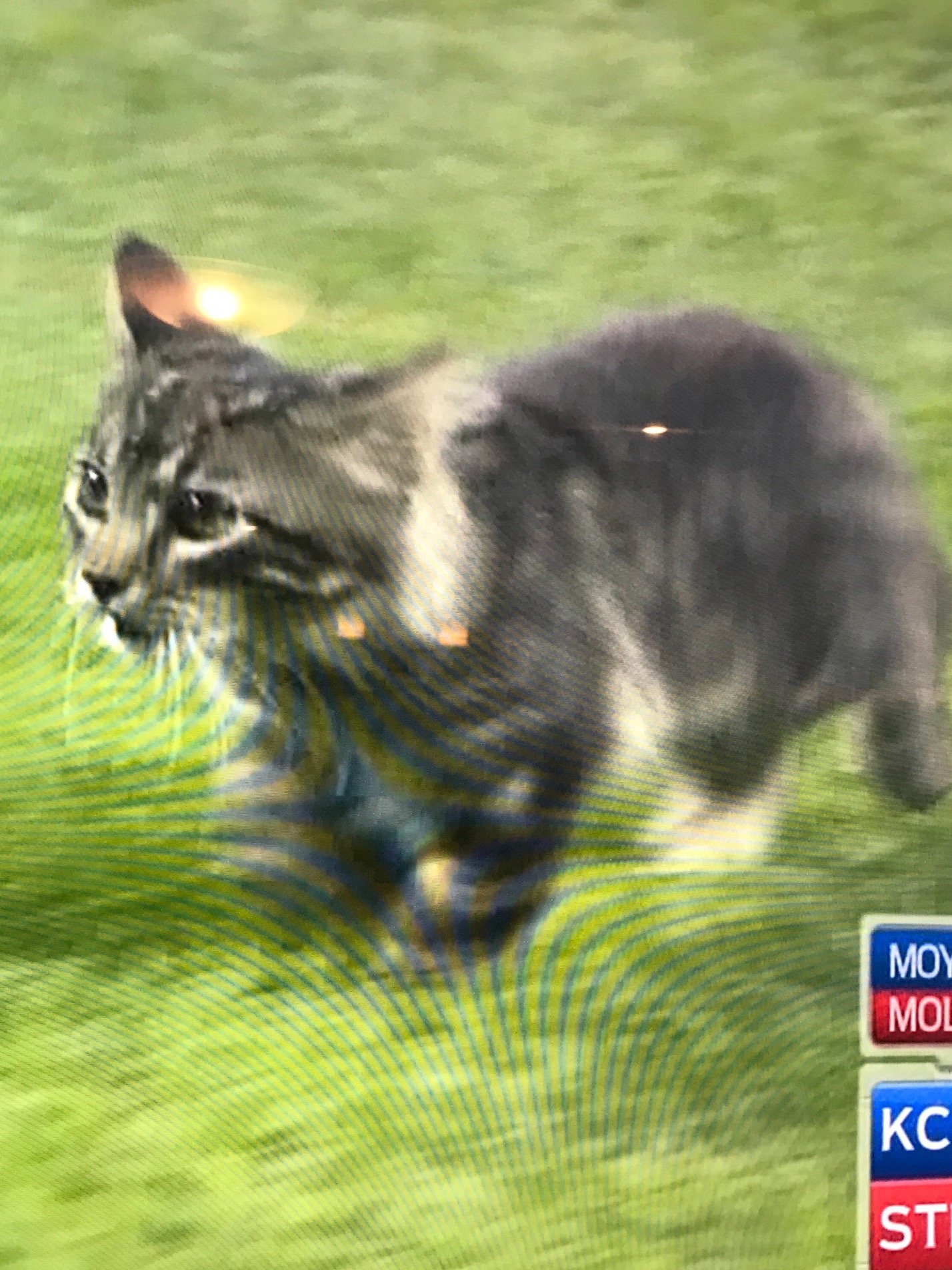 Just a 12 week old common Tabby who loves checking out the sights in downtown St. Louis.