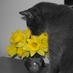 Jo Miles (@josmiles) Twitter profile photo