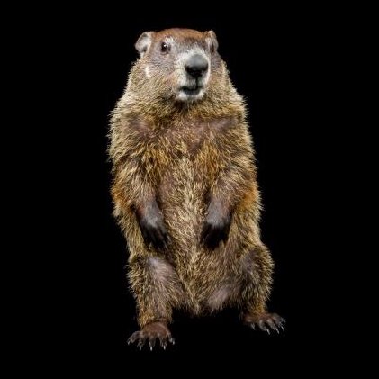 GroundHogPolicy Profile Picture