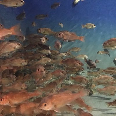 約600種2万点の水生生物を飼育展示する水族館です。

*ご質問、お問い合わせは公式サイトからお寄せください。