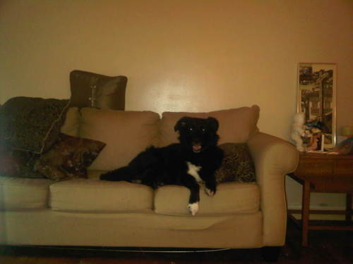 JuniperTurtle's profile picture. 