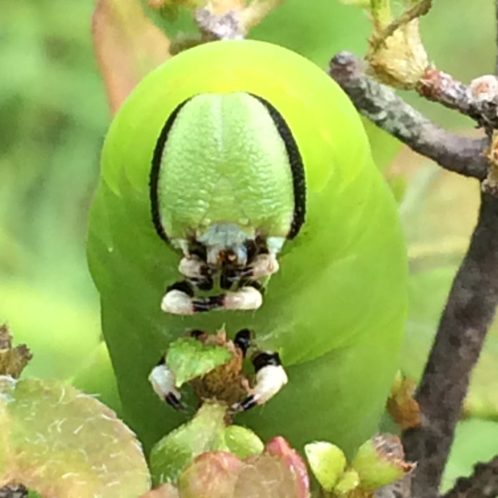 自然大好き^ ^。植物、虫、爬虫類、両生類、鳥類、魚介類など大好きです。なぜか動物？熊とか猿など大きめのやつはなぜかあまり愛着が持てません。知識はあまりありませんがとにかく好きなので生き物の写真や自然の写真を投稿します。生き物苦手の人は気分を害されるのでホローご遠慮ください。