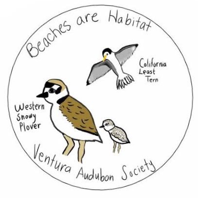 Ventura County Audubon promotes the protection and restoration of bird populations and wildlife habitat for the benefit of humanity and the earth's biodiversity