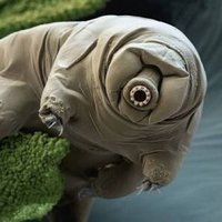 Dr Dr Tardigrade* (@davidsmosspiggy) 's Twitter Profile