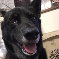 aya.mm🐕🦺 🫧 (@mog_fu_mog) 's Twitter Profile