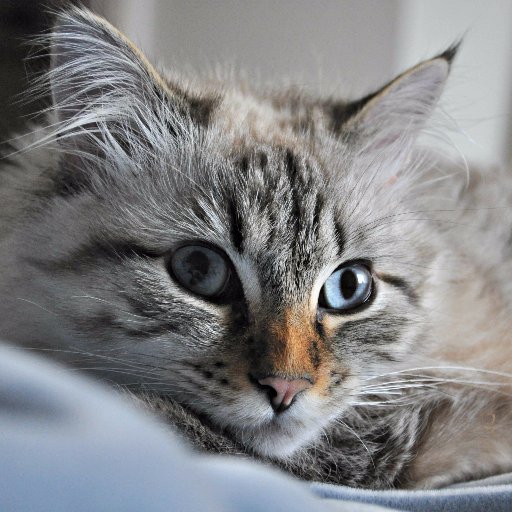 For Cat 🐈😻💖 L💗vers who are aspiring to be a Stay At Home Cat Mom! #CatMom #CatLover #StayAtHomeCatMom #CrazyCatLady #ProudCatMom https://t.co/O89UCMBSbG
