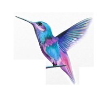 HyndlandHummingbirds(@hummingbirds000) 's Twitter Profile Photo