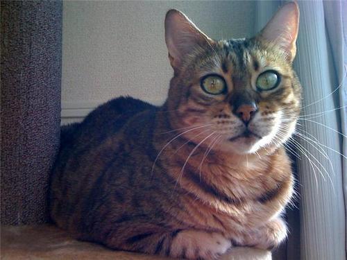 konechiyo's profile picture. As I am a mole,  Haven't seen the Sun for a while! Thats kinda exggeretion but it is also sort of true in my Tokyo life!!