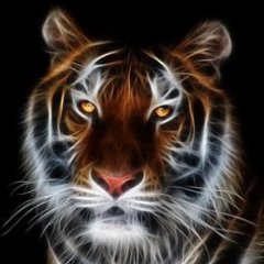 shs_united's profile picture. Sterling High School