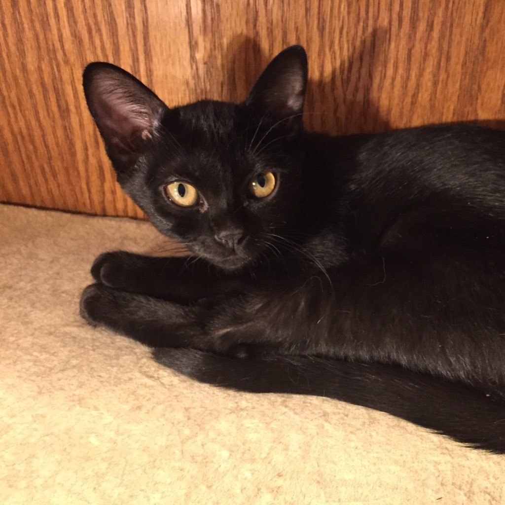 fmhsapwh's profile picture. Teacher, History Nerd, Cat Lover, World Traveler, & Houston Astros Fan