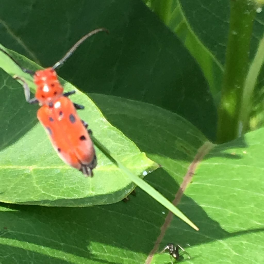 Documenting and protecting biodiversity in the Dr.Bruce H. park, surrounding green space and naturalized storm water pond in Scugog, Ontario. Citizen scientist.