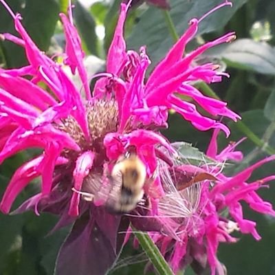 FireAndFurry's profile picture. Teacher....mathematician, economist, climatologist.. proud democrat... Biden best POTUS of my life.