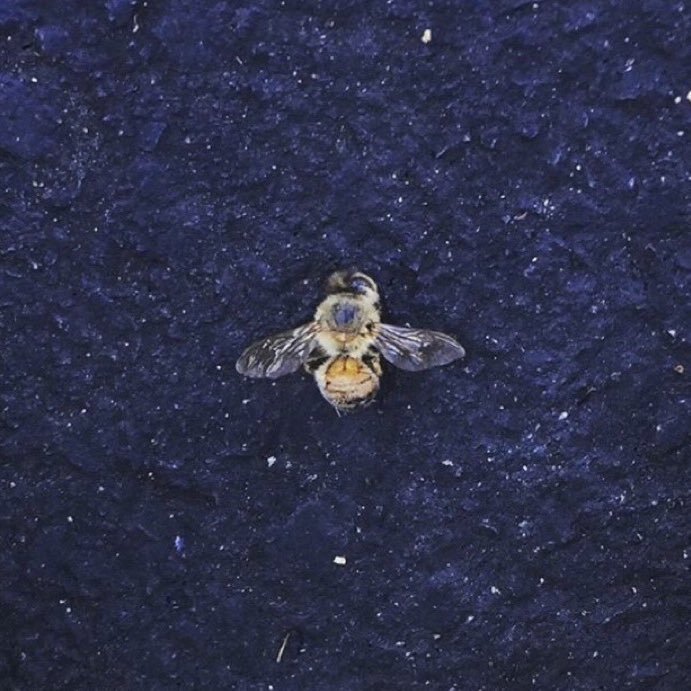 beecoe22's profile picture. I like to paint on stuff... oh and I'm kind of a cool plant mom