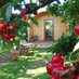 Orchard Pods (@orchardpods) Twitter profile photo Orchard Pods (@orchardpods) Twitter profile photo