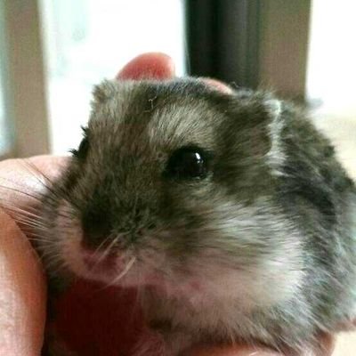 motemotedog's profile picture. ただいまTwitterから離れております。。。
DMも見れませんので、普段お付き合い頂いてる皆様スミマセン💧
ご心配頂きありがとうございます！
私自身は元気です。
再開可能になったら、お付き合い頂いてる方にこちらからご挨拶に伺います♪