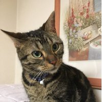 ろこ (@r5_vu) 's Twitter Profile