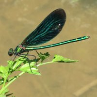 The Warden (@horshamwildlife) 's Twitter Profile