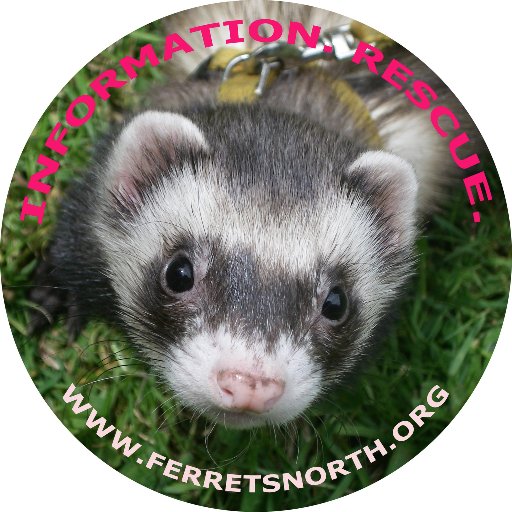 Supporting ferret rescue, rehabilitation, support, and outreach in northern British Columbia, Canada. Current #fundraiser: https://t.co/pn43huhL14