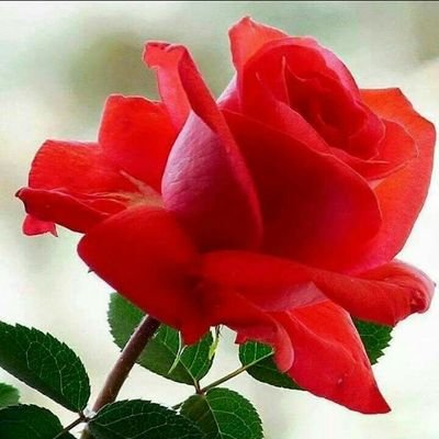 @RThatice ret  kilitlendi yeni hb takip  @busesuyum2001 
  Evli, Ak parti sevdalısı     ADANA kozan lı İstanbul
INSTAGRAM HESABIMI TAKİP EDEBİLİRSİNİZ 👇👇