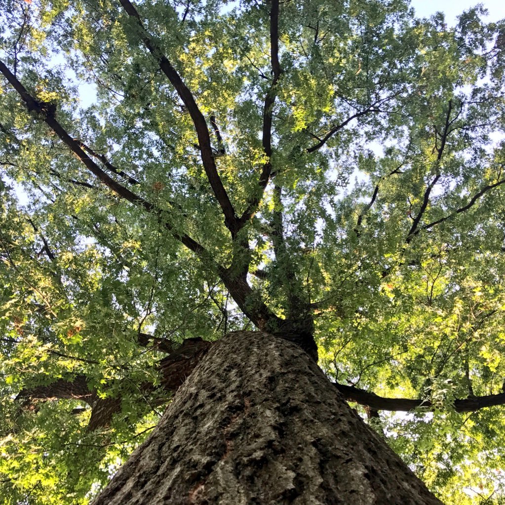 Association of tree and shrub professionals in New York state.