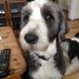 ForeverAnimalLover (@fibuckfiona) Twitter profile photo ForeverAnimalLover (@fibuckfiona) Twitter profile photo
