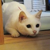 shami (@shamineko) 's Twitter Profile