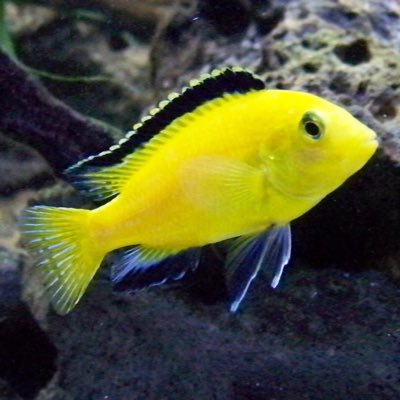 Freshwater information, instruction, and product reviews for all skill levels!