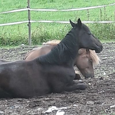 Hest er best ( ikke på brød )  Trenger ikke være enig med deg,for å like deg , kronisk glemsk 👍https://t.co/wl3OQfDycN