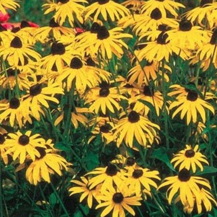 AngiePaullus's profile picture. Full-time Gigi!!