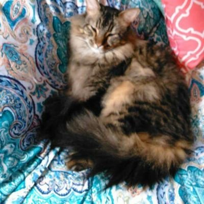 mulletalert's profile picture. uh yeh no