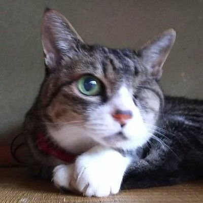 ambitio4's profile picture. 第21回キャリアコンサルタント試験合格(キャリ協)/逃げたらひとつ、進めばふたつ！/国家資格キャリアコンサルタント/訓練対応キャリアコンサルタント/FP2級/メンタルヘルスマネジメント2種/情報セキュリティマネジメント/赤十字BLS/学びの場：キャリコンプラス/54才男性です😊/現職は公務員