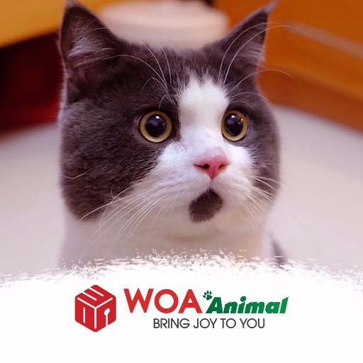 The funniest animal video, gifs + pics on the web. Follow us to relieve stress!. Come with us for any thing amazing @WoaAnimals