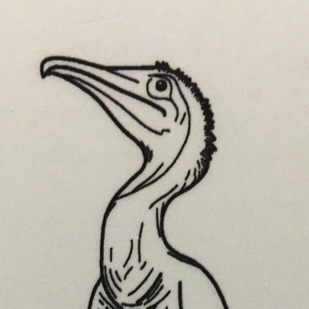 berbertkm's profile picture. プロトプテルムだよ。