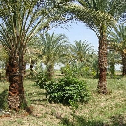 صدقه عن المسلمين والمسلمات والمؤمنين والمؤمنات الأحياء منهم والاموات