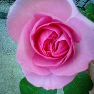 天道虫 呪怨の白い老女の事心の中でバスケットババアと呼んでいたらネットでもそれが愛称とはwww元ネタ の新耳袋で最初に見た時からホラーじゃねぇ笑えるわ思てたけど やっぱり笑えるwまさか呪怨で爆笑する日がくるなんて W