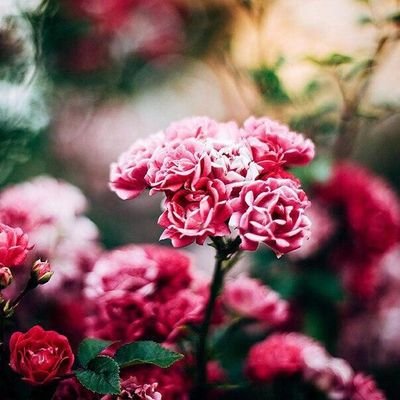 softbox2067's profile picture. 