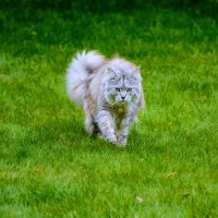 PitCat (@crc2028) 's Twitter Profile