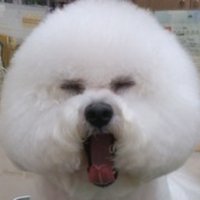 合唱 ファン (@ossan59ossan) 's Twitter Profile