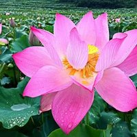 今永さな (@huangwang1688) 's Twitter Profile