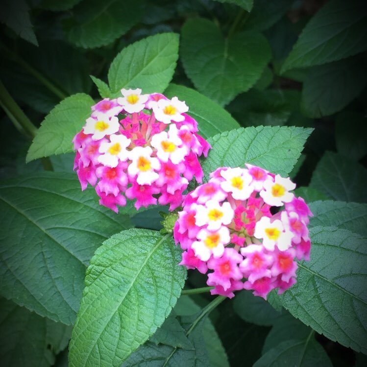 Lantana*c