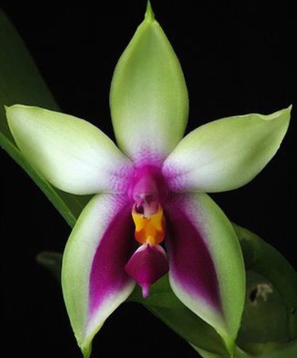 41orchids Profile Picture