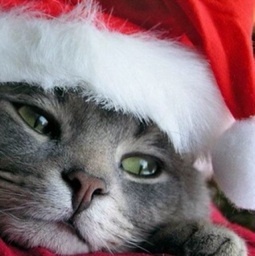 khline's profile picture. 