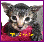 JELL-O the Cat (@jellothecat) 's Twitter Profile Photo