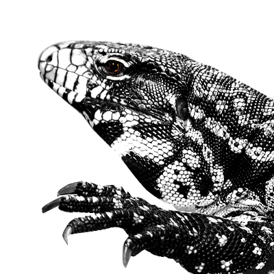 R I U M 携帯壁紙シリーズ 我が家に来てすぐのうずさん 爬虫類 テグー 鈿女 トカゲ