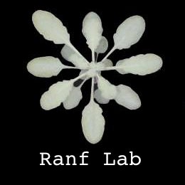 Ranf Lab