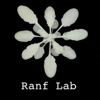 Ranf Lab (@ranflab) 's Twitter Profile