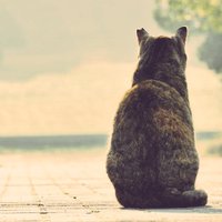 しにねこ (@100sinineko) Twitter profile photo