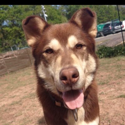 Venez découvrir nos chiens et chat à l’adoption!!!🐶🐱
