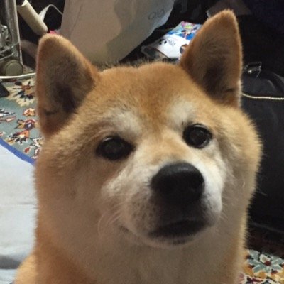 16masayan's profile picture. サイゲの犬やめました。エミリア(神バハ/グラブル)推し。デレ:森久保幸子奈緒 Individuals P ミリ:真壁瑞希、EScape P トップ画像はマロン(故) 投稿は2代目いなり。4/27瑞希ラウンジ「LOVE M@gic」ラスマス始めました