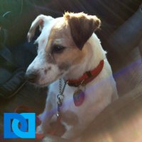 RussellTerrier #NEVER AGAIN!!(@dhaynes101) 's Twitter Profile Photo